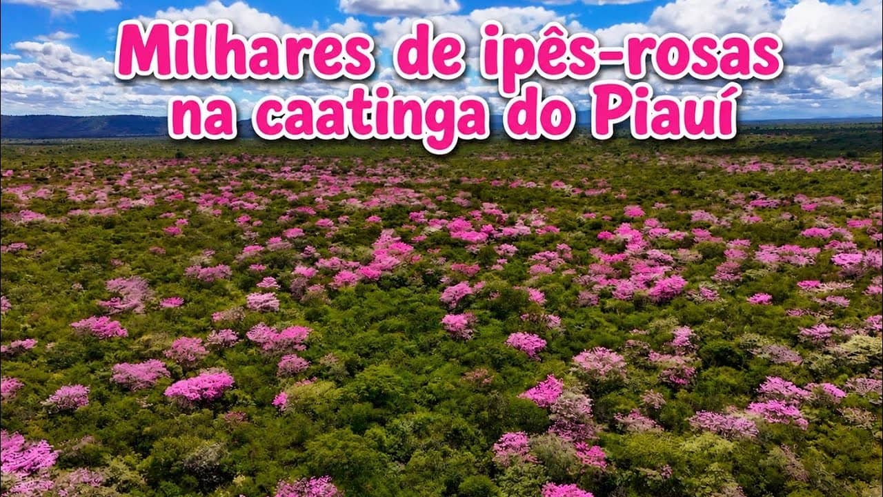 Milhares de ipês-rosas na caatinga do Piauí no Cânion do Poti